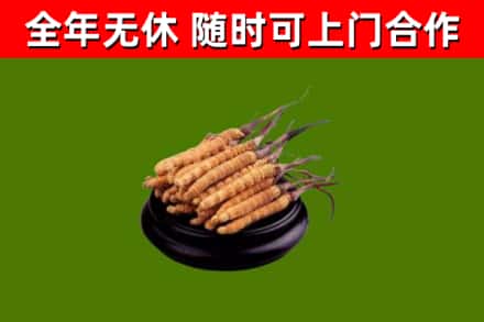 岢岚县回收冬虫夏草
